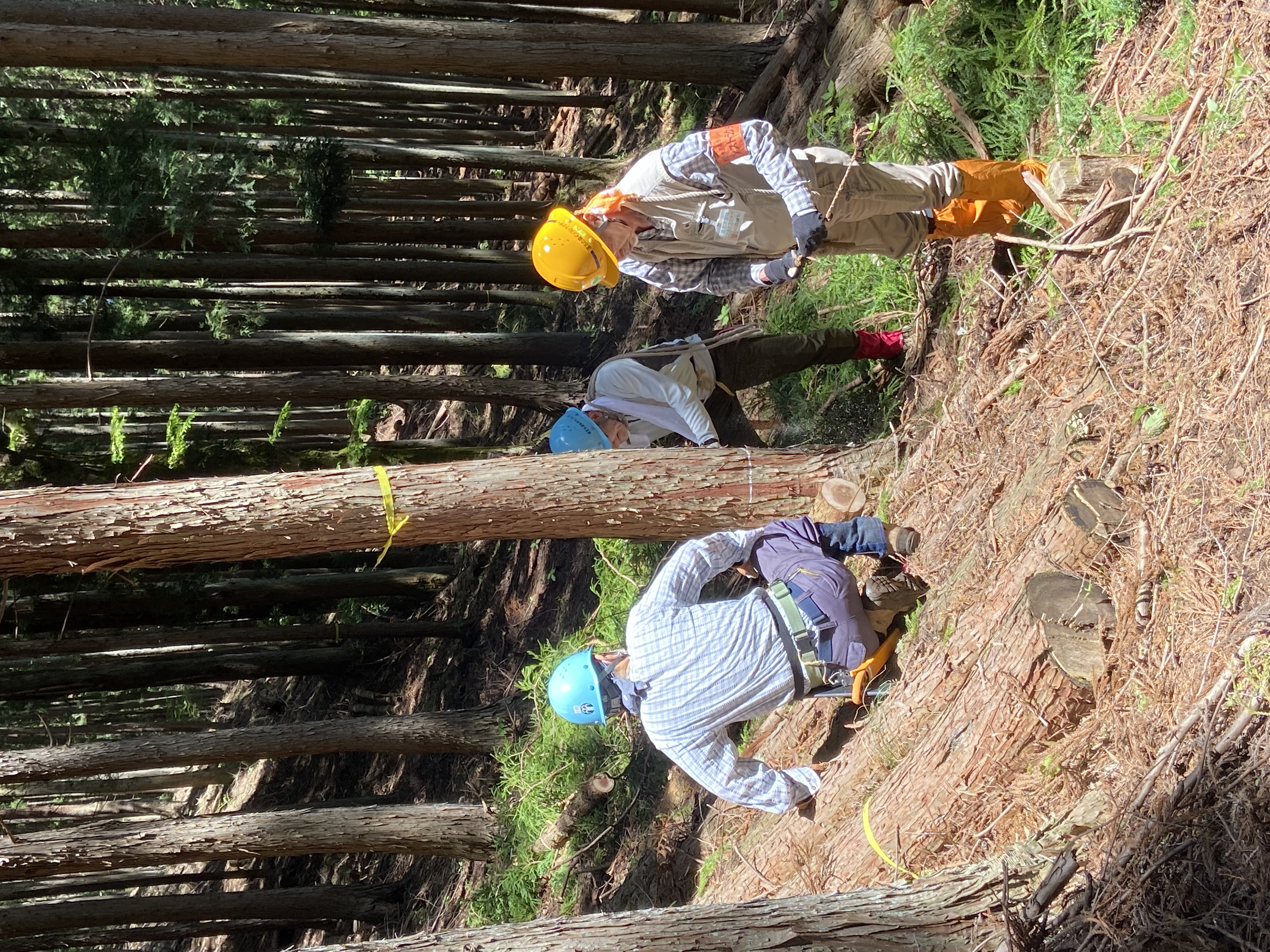 道志間伐ボランティア1