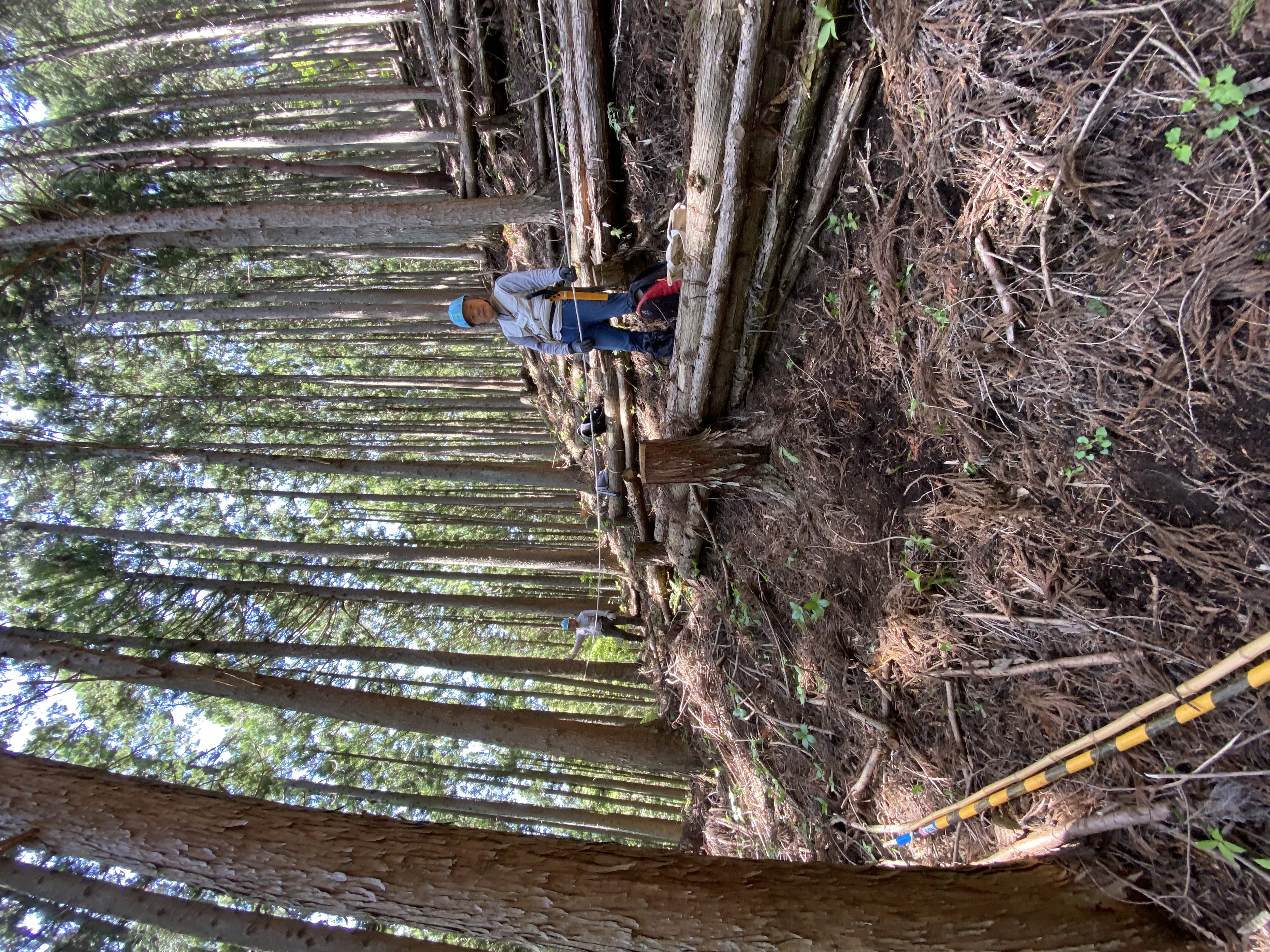 道志間伐ボランティア2
