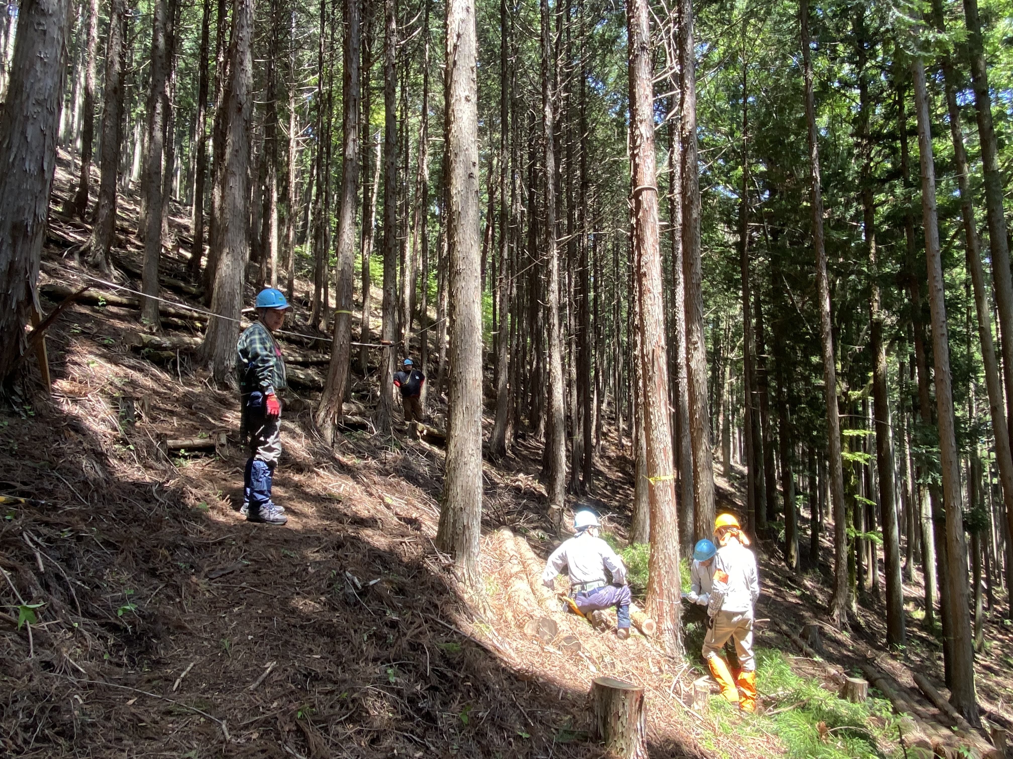 道志間伐ボランティア3